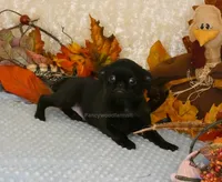 Jason AKC, a male Brussels Griffon for sale in Rogers, AR – 5 of 10