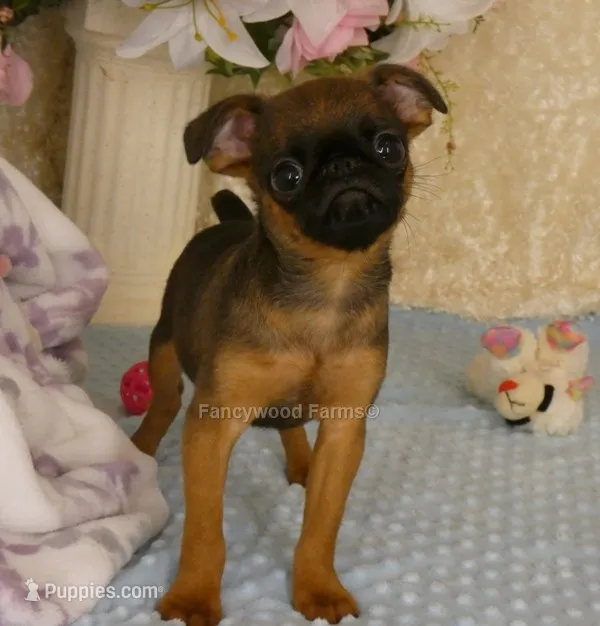 Otis AKC – Brussels Griffon puppy for sale in Rogers, AR
