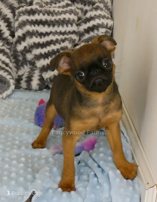 Otis AKC – Brussels Griffon puppy for sale in Rogers, AR