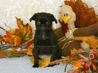 Jason AKC, a male Brussels Griffon for sale in Rogers, AR – 10 of 10