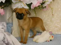 Jacob AKC, a male Brussels Griffon for sale in Rogers, AR – 6 of 10