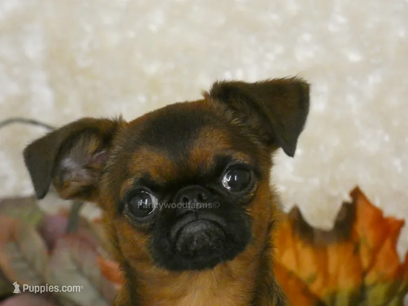 Ollie AKC – Brussels Griffon puppy for sale in Rogers, AR