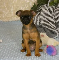 Otis AKC, a male Brussels Griffon for sale in Rogers, AR – 3 of 10