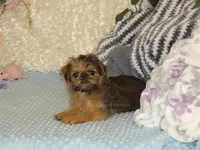 Bonnie - AKC, a female Brussels Griffon for sale in Rogers, AR – 4 of 9