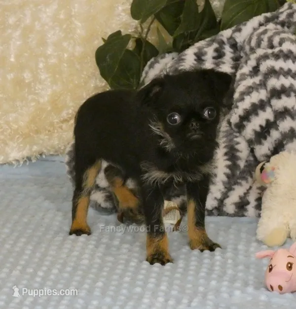 Jeromy AKC – Brussels Griffon puppy for sale in Rogers, AR