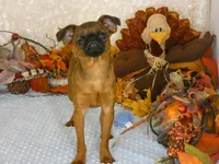Otis AKC, a male Brussels Griffon for sale in Rogers, AR – 8 of 10