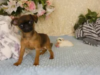 Ollie AKC, a male Brussels Griffon for sale in Rogers, AR – 2 of 5