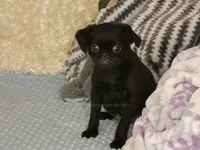 Baxter -AKC, a male Brussels Griffon for sale in Rogers, AR – 3 of 7