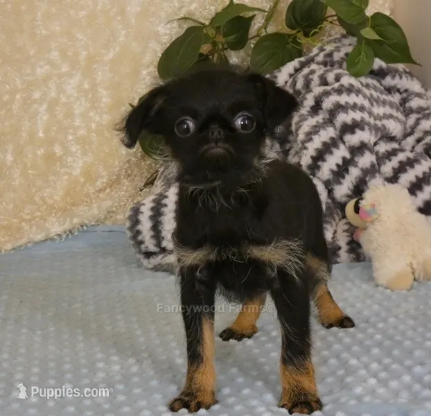 Jeromy AKC – Brussels Griffon puppy for sale in Rogers, AR