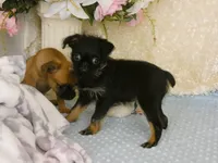Jeromy AKC, a male Brussels Griffon for sale in Rogers, AR – 5 of 10