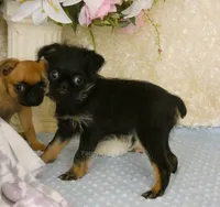 Jeromy AKC, a male Brussels Griffon for sale in Rogers, AR – 3 of 10