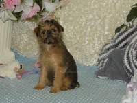 Bonnie - AKC, a female Brussels Griffon for sale in Rogers, AR – 8 of 9