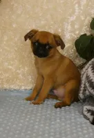Jacob AKC, a male Brussels Griffon for sale in Rogers, AR – 5 of 10