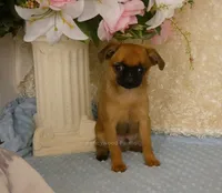 Jacob AKC, a male Brussels Griffon for sale in Rogers, AR – 3 of 10