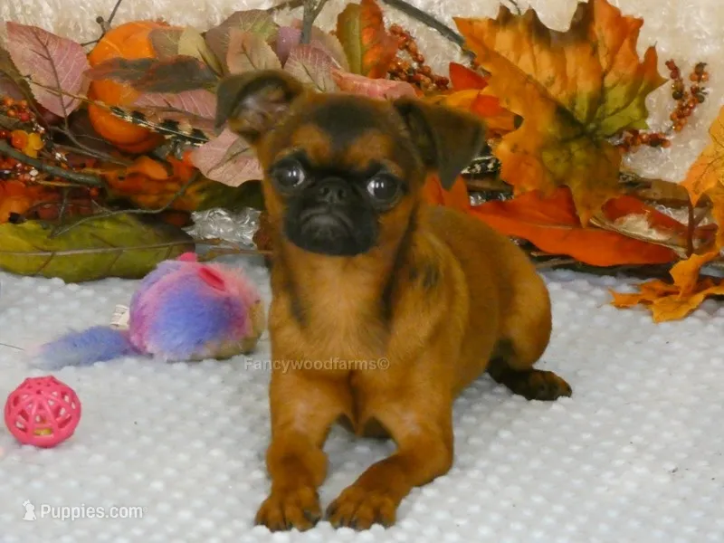 Ollie AKC – Brussels Griffon puppy for sale in Rogers, AR