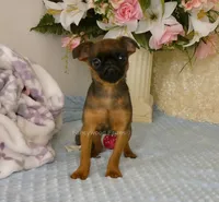 Otis AKC, a male Brussels Griffon for sale in Rogers, AR – 7 of 10