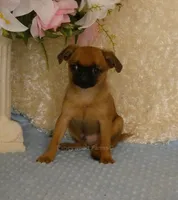 Jacob AKC, a male Brussels Griffon for sale in Rogers, AR – 9 of 10