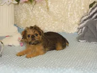 Bonnie - AKC, a female Brussels Griffon for sale in Rogers, AR – 7 of 9