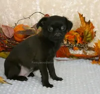 Jennifer AKC, a female Brussels Griffon for sale in Rogers, AR – 5 of 10