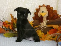 Jason AKC, a male Brussels Griffon for sale in Rogers, AR – 1 of 10