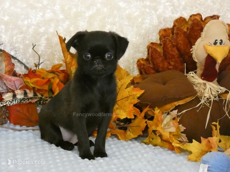 Jennifer AKC – Brussels Griffon puppy for sale in Rogers, AR