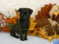 Jennifer AKC, a female Brussels Griffon for sale in Rogers, AR – 1 of 10