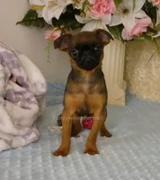 Otis AKC, a male Brussels Griffon for sale in Rogers, AR – 2 of 10