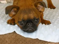 Otis AKC, a male Brussels Griffon for sale in Rogers, AR – 9 of 10