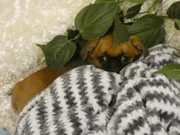 Jacob AKC, a male Brussels Griffon for sale in Rogers, AR – 10 of 10
