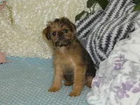 Bonnie - AKC, a female Brussels Griffon for sale in Rogers, AR – 5 of 9