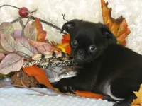 Jason AKC, a male Brussels Griffon for sale in Rogers, AR – 3 of 10