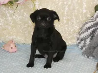 Baxter -AKC, a male Brussels Griffon for sale in Rogers, AR – 5 of 7