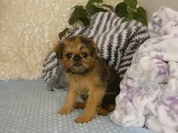 Bonnie - AKC, a female Brussels Griffon for sale in Rogers, AR – 9 of 9