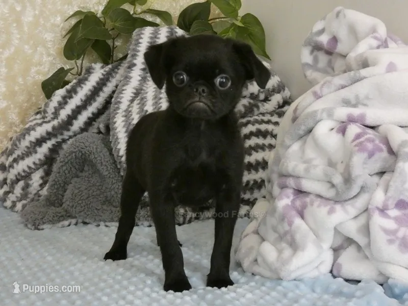 Baxter -AKC – Brussels Griffon puppy for sale in Rogers, AR