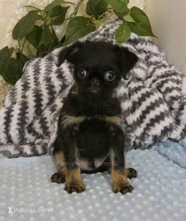 Jeromy AKC – Brussels Griffon puppy for sale in Rogers, AR