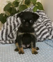 Jeromy AKC, a male Brussels Griffon for sale in Rogers, AR – 2 of 10
