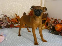 Otis AKC, a male Brussels Griffon for sale in Rogers, AR – 3 of 10