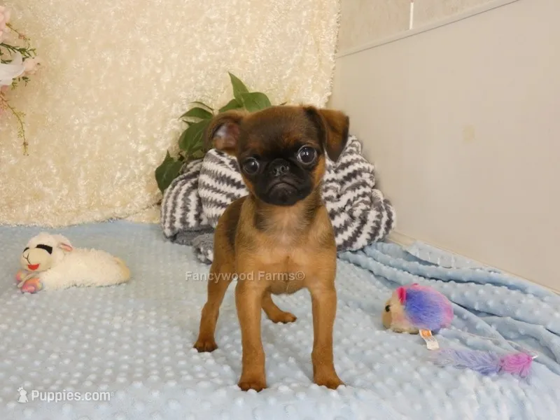 Ollie AKC – Brussels Griffon puppy for sale in Rogers, AR