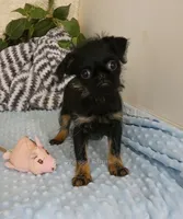 Jeromy AKC, a male Brussels Griffon for sale in Rogers, AR – 4 of 10