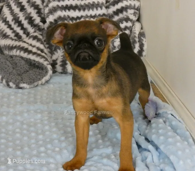 Otis AKC – Brussels Griffon puppy for sale in Rogers, AR