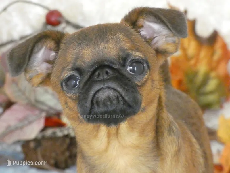 Otis AKC – Brussels Griffon puppy for sale in Rogers, AR