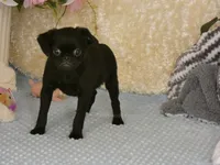 Baxter -AKC, a male Brussels Griffon for sale in Rogers, AR – 4 of 7