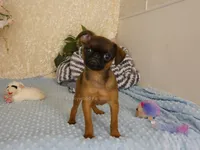 Ollie AKC, a male Brussels Griffon for sale in Rogers, AR – 3 of 5