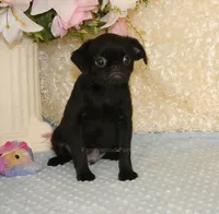 Baxter -AKC, a male Brussels Griffon for sale in Rogers, AR – 7 of 7