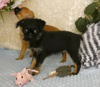 Jeromy AKC, a male Brussels Griffon for sale in Rogers, AR – 7 of 10