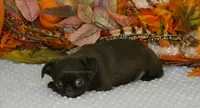 Jennifer AKC, a female Brussels Griffon for sale in Rogers, AR – 4 of 10