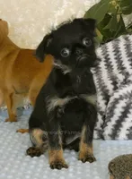 Jeromy AKC, a male Brussels Griffon for sale in Rogers, AR – 6 of 10
