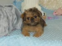 Bonnie - AKC, a female Brussels Griffon for sale in Rogers, AR – 2 of 9