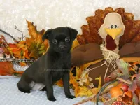 Jennifer AKC, a female Brussels Griffon for sale in Rogers, AR – 9 of 10