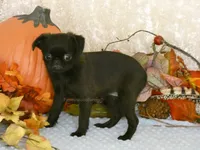 Jennifer AKC, a female Brussels Griffon for sale in Rogers, AR – 7 of 10